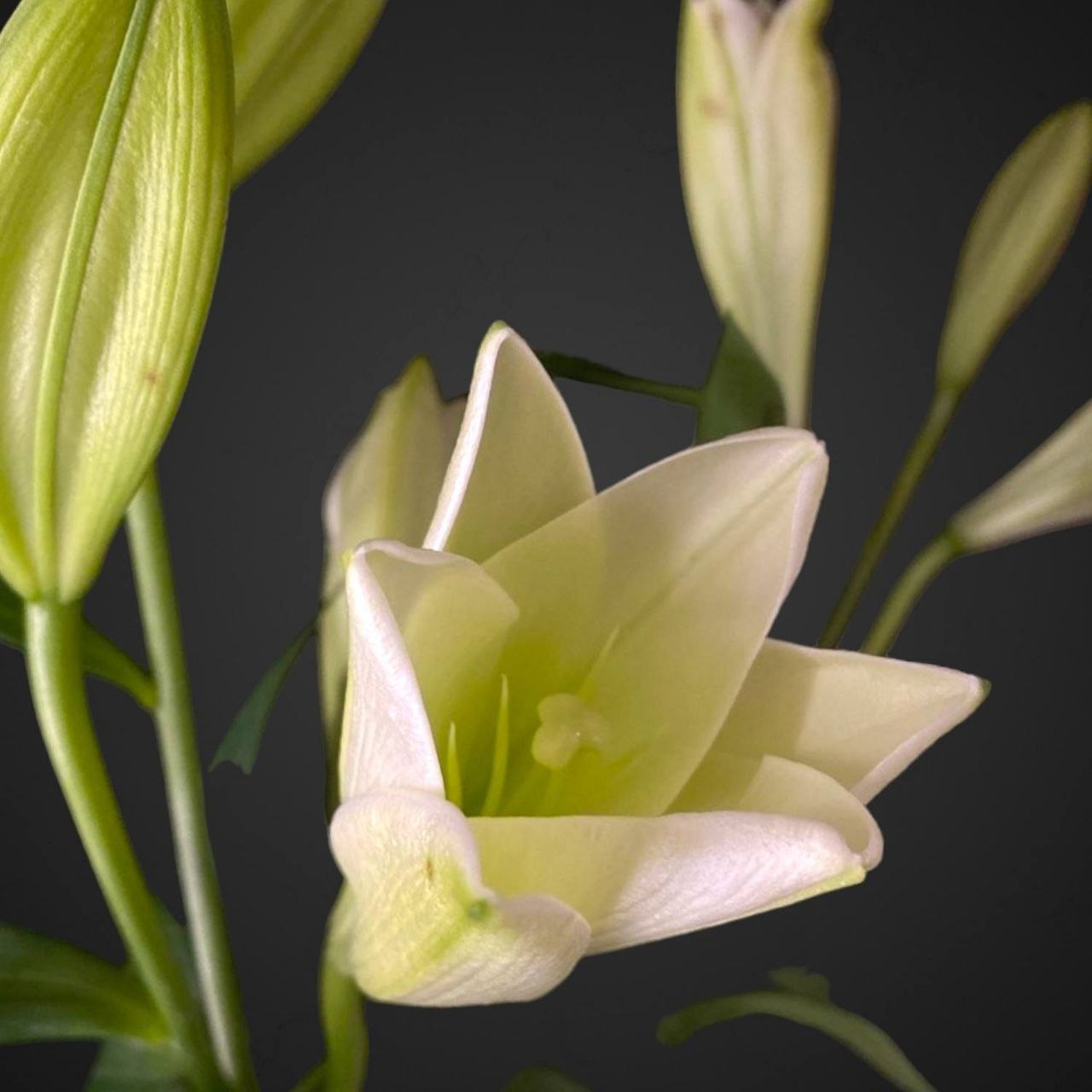 Цветы — купить в Аксае