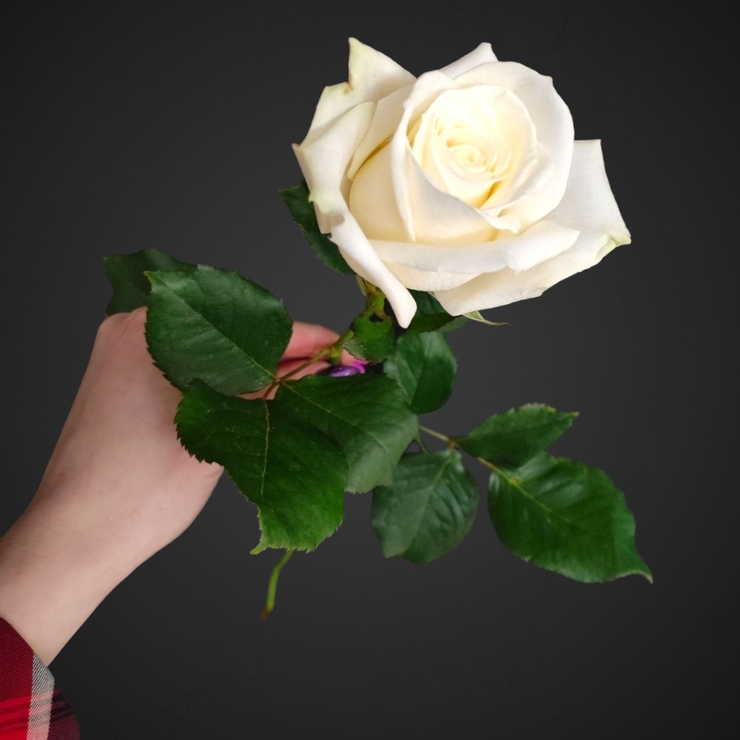 Роза Аваланж (белая с зеленцой) для покупки с доставкой в Аксае