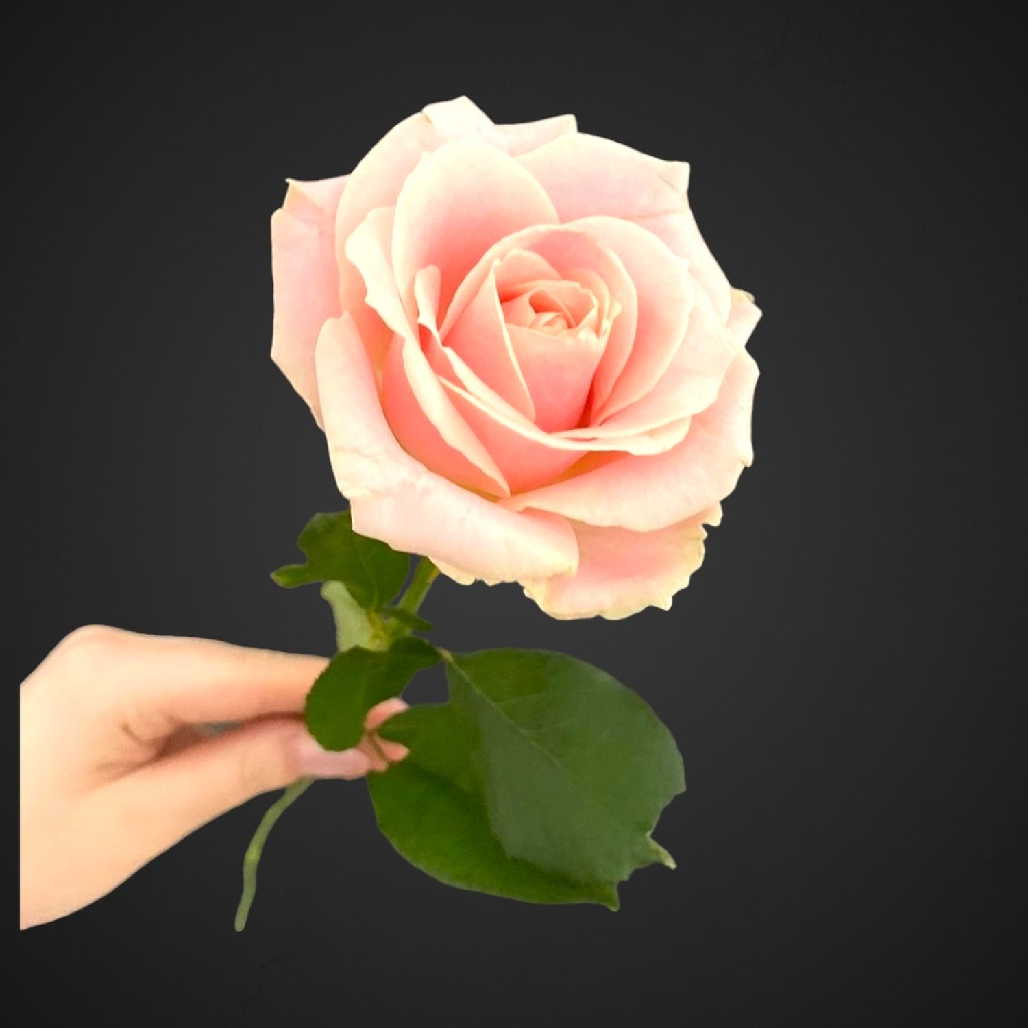 Роза Свит Аваланж с нежно-розовыми лепестками и зеленоватым оттенком, идеально подходит для покупки, доставка по Аксаю.