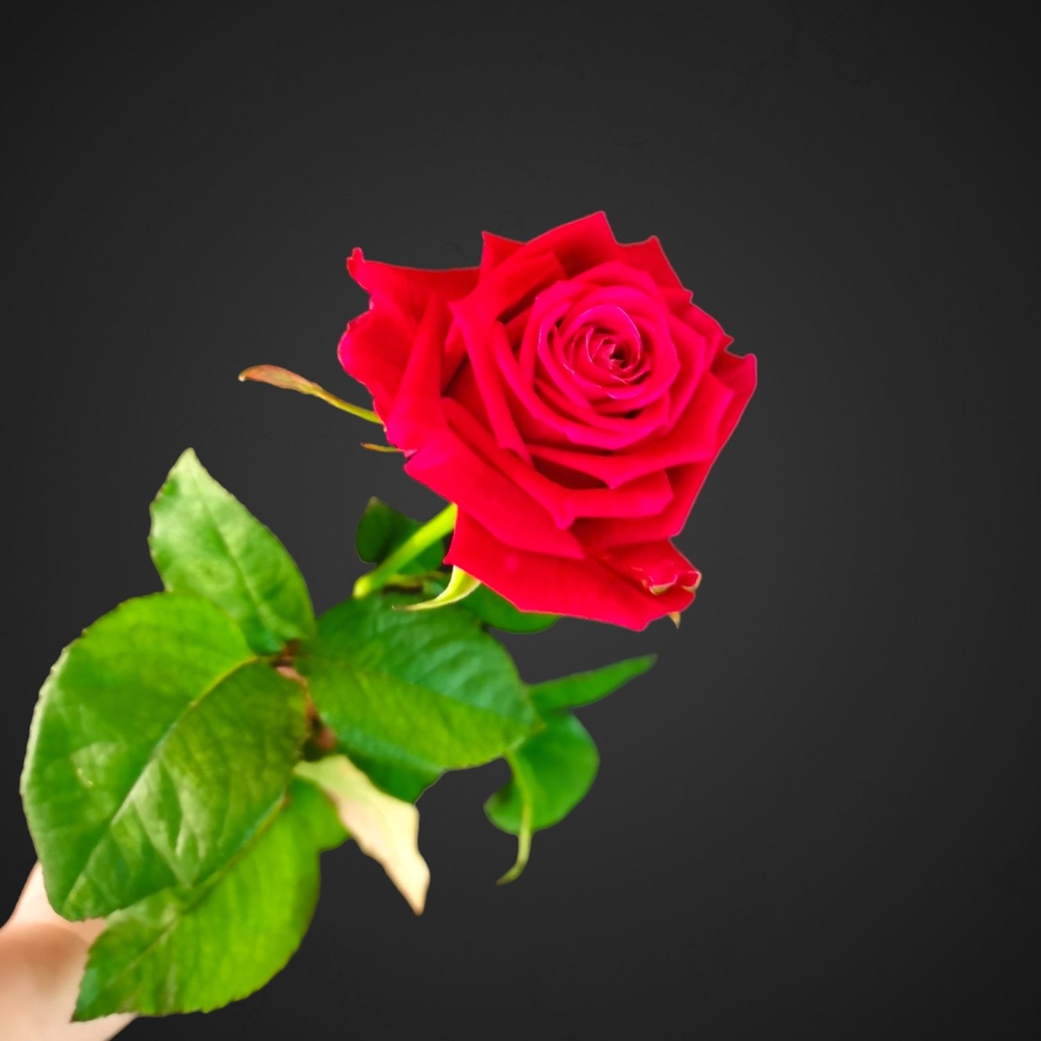 Роза Шангри Ла сочно-вишневого цвета для покупки с доставкой в Аксае