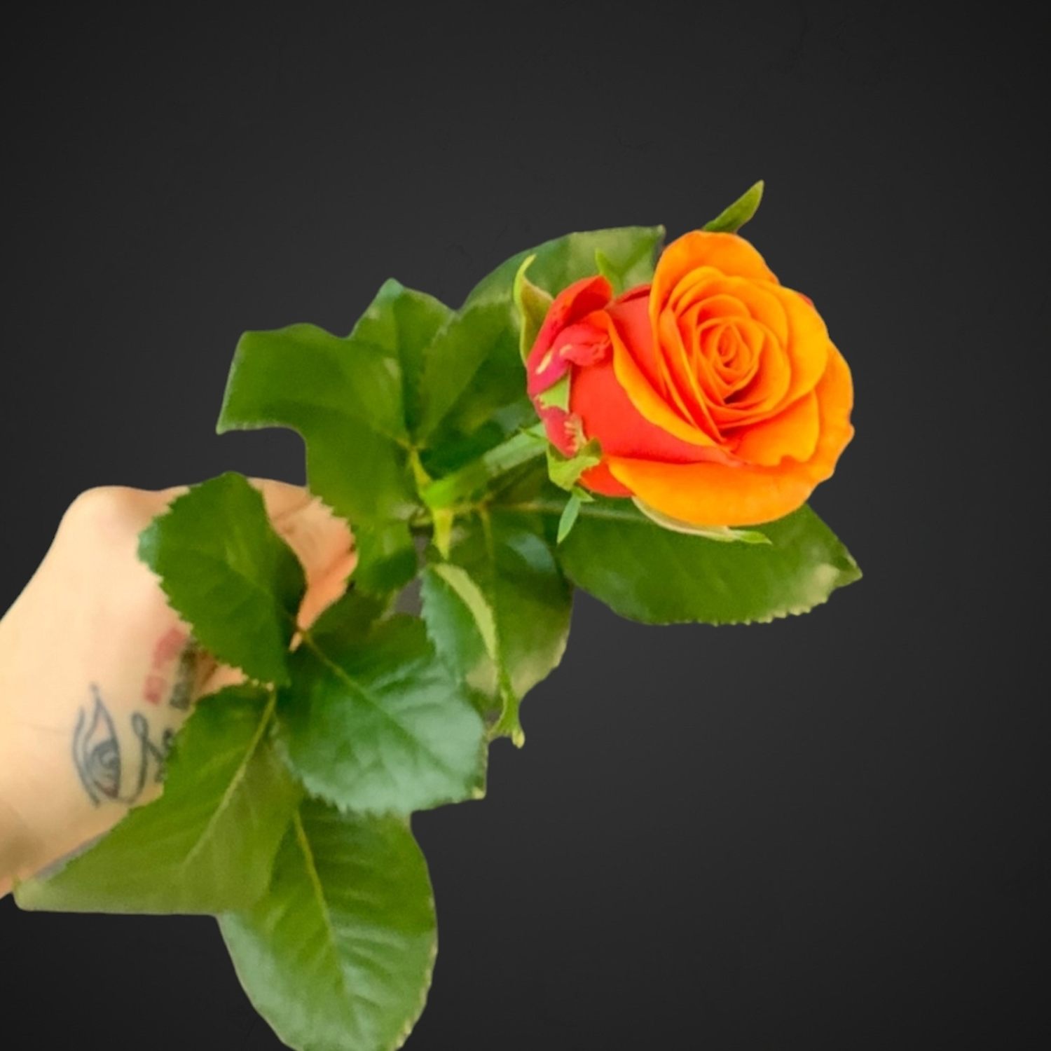 Жёлто-оранжевая роза Испания, доставка, Аксай, купить