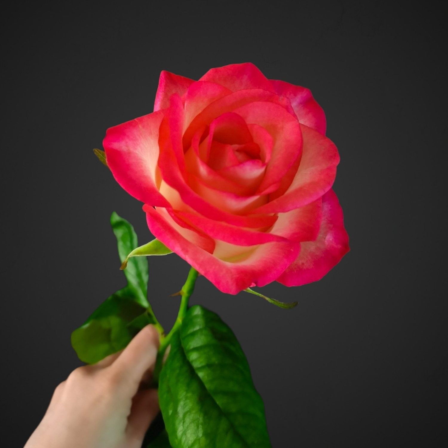 Роза Джумилия с белой расцветкой и розовой окантовкой, купить с доставкой в Аксае