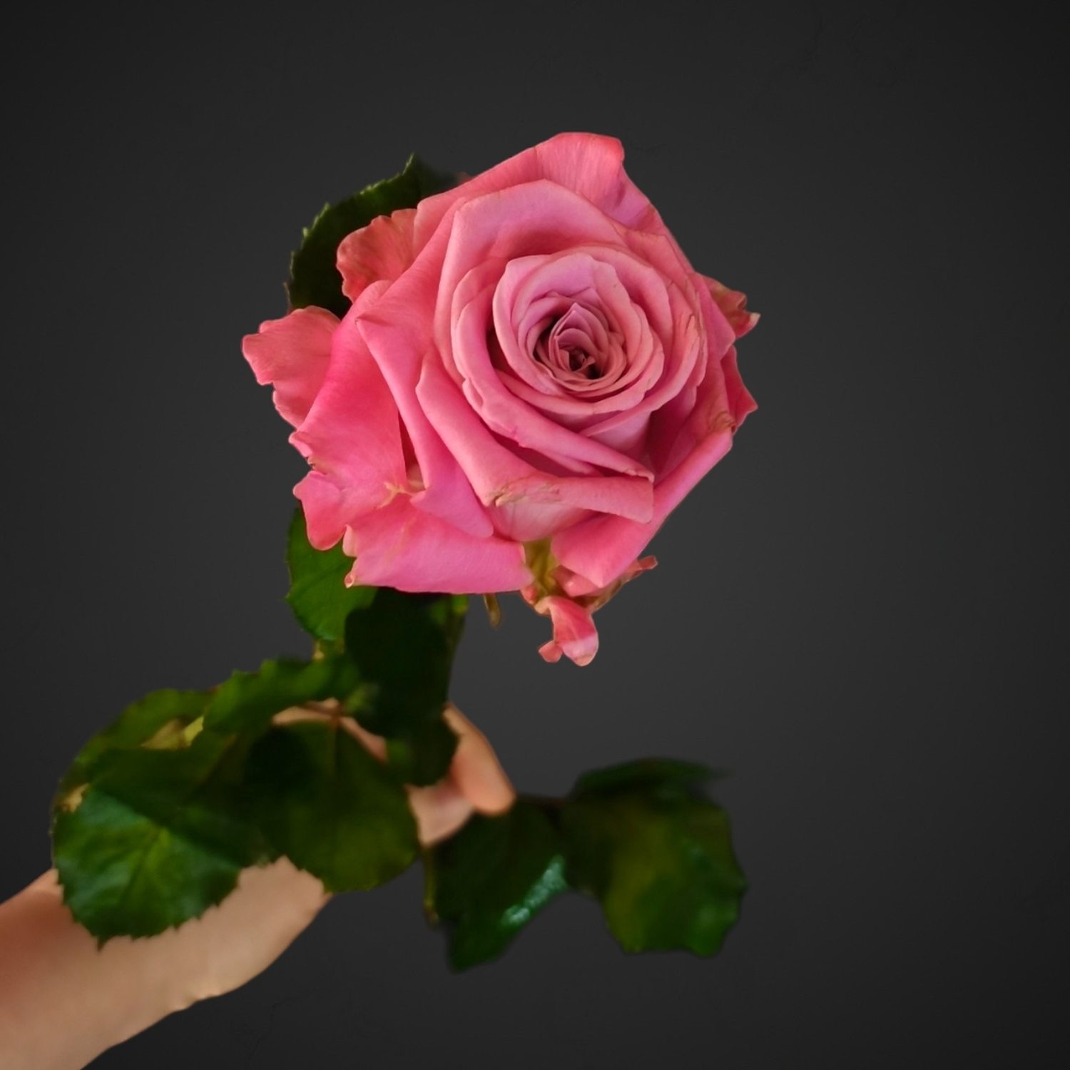 Сиреневая роза Маритим, купить с доставкой в Аксае