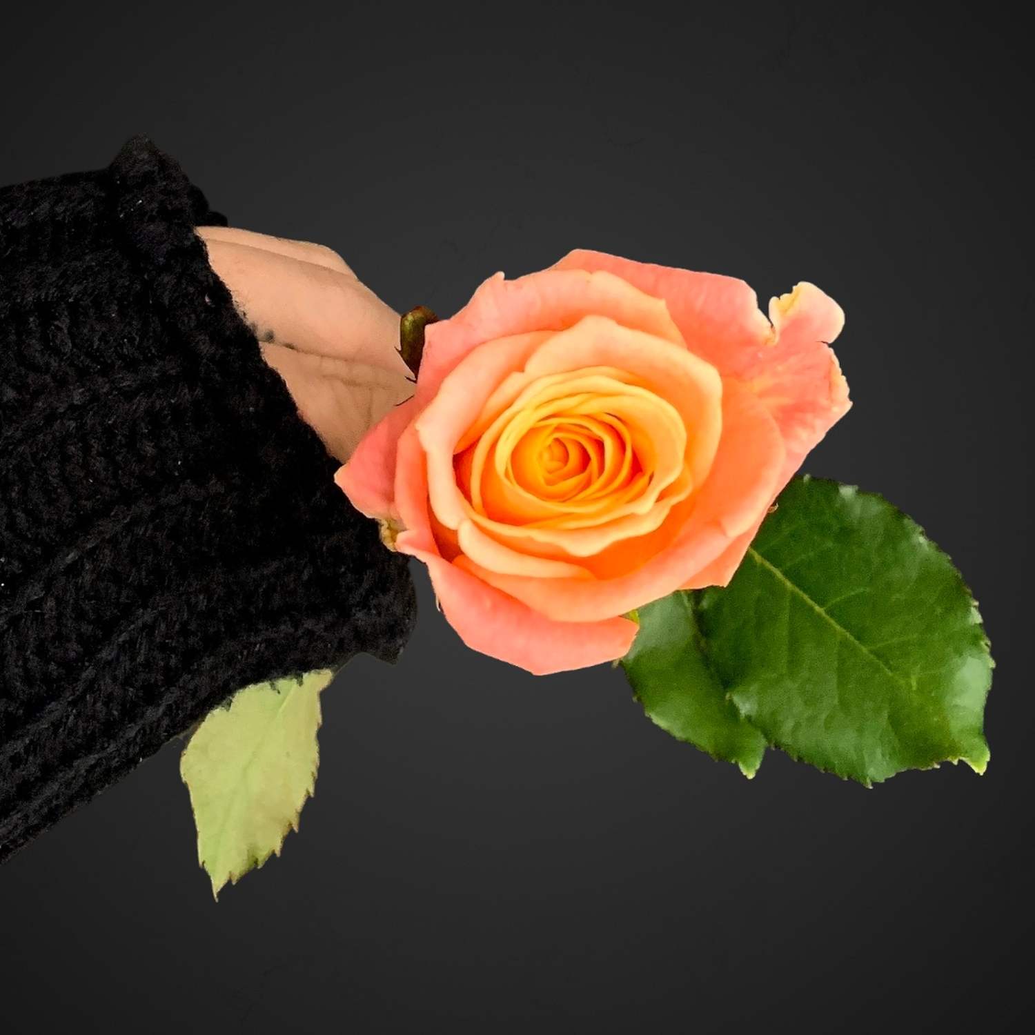 Роза Мисс Пигги лососевого цвета для покупки с доставкой в Аксае