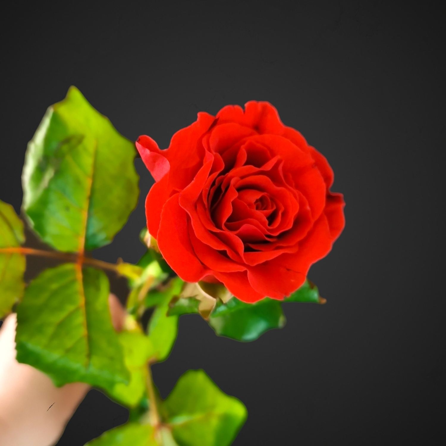 Роза Эльторо алого цвета, кудрявая. Купите розу с доставкой в Аксае.