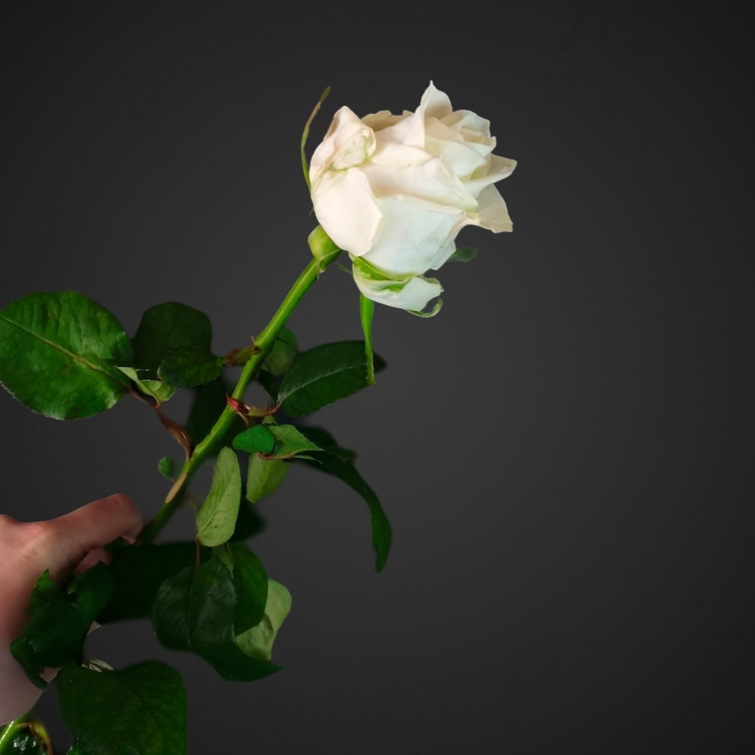 Белая роза Ноэлия, купить с доставкой в Аксае