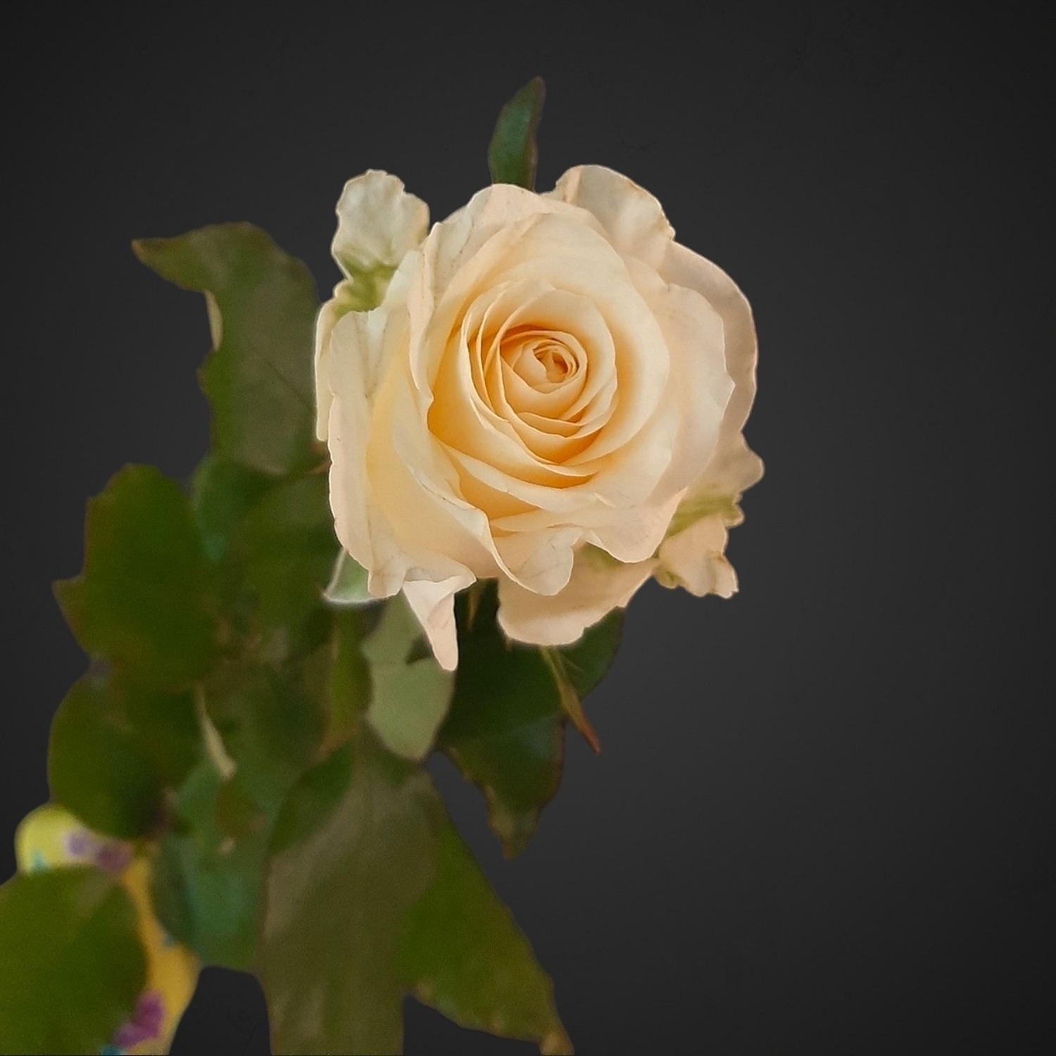 Белая роза 'Арарат', купить в цветочном магазине с доставкой в Аксае