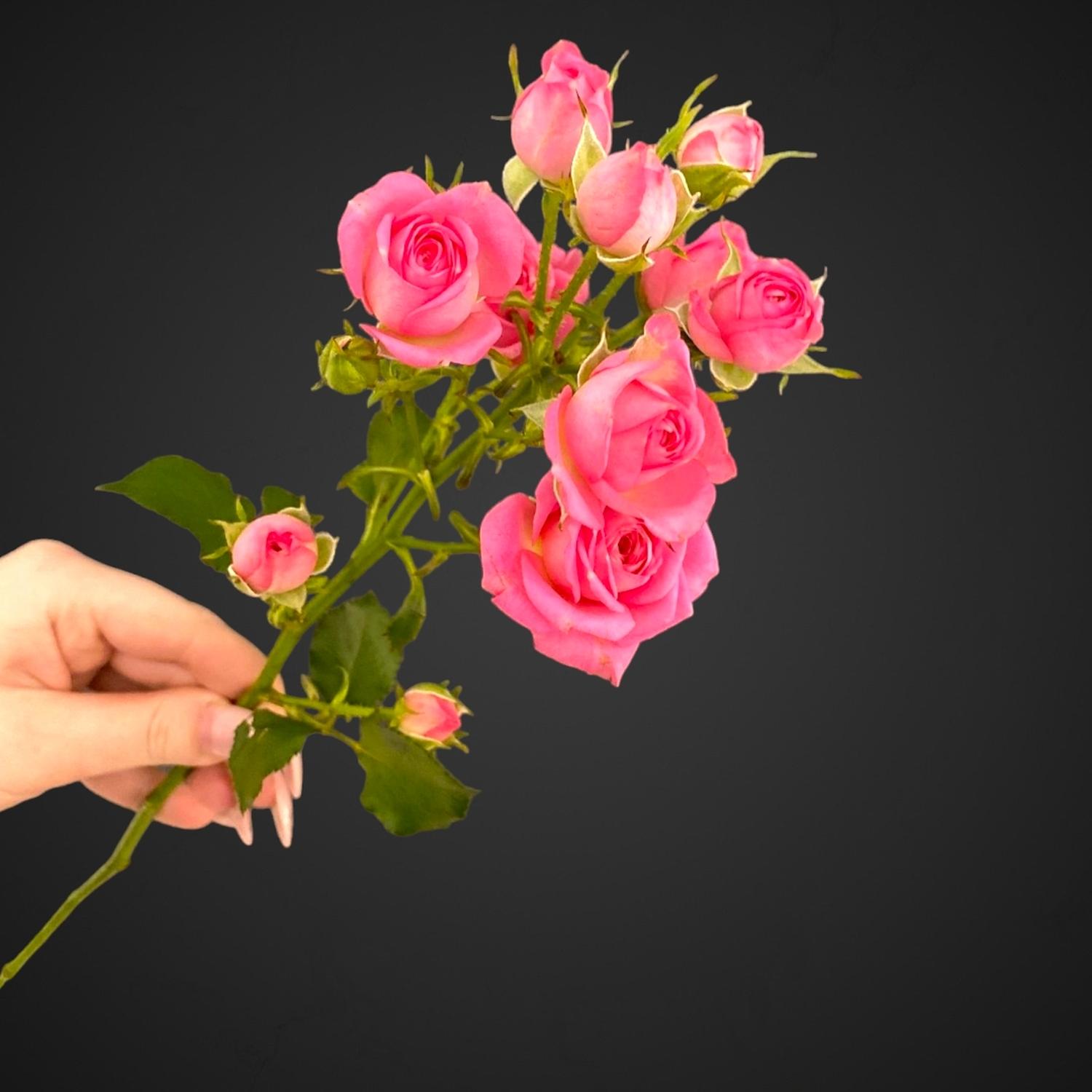 Роза Спрей Пинк Хеопс (розовая), купить с доставкой в Аксае