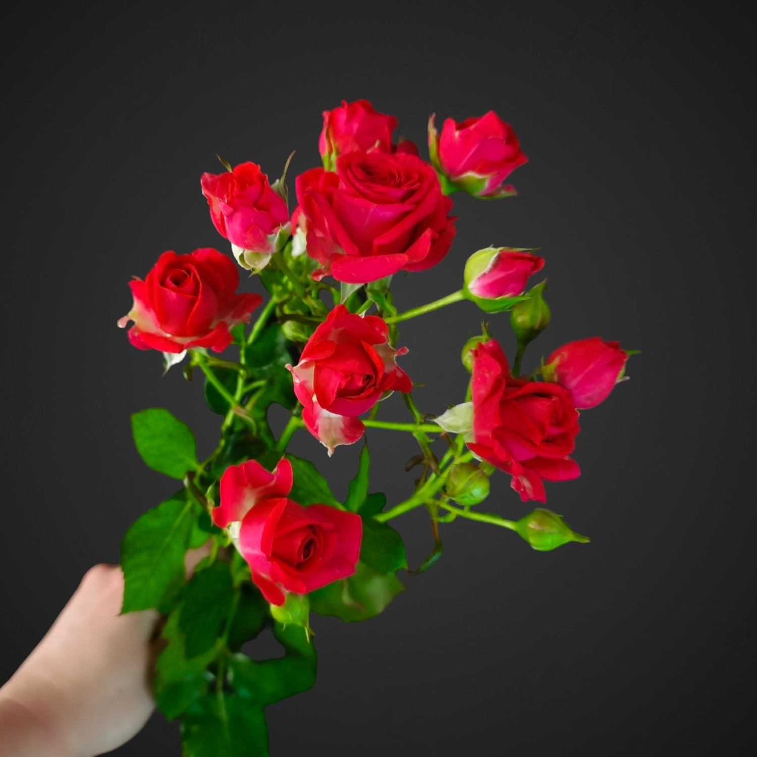 Роза Спрей Черри Хеопс (вишневая) для покупки с доставкой в Аксае