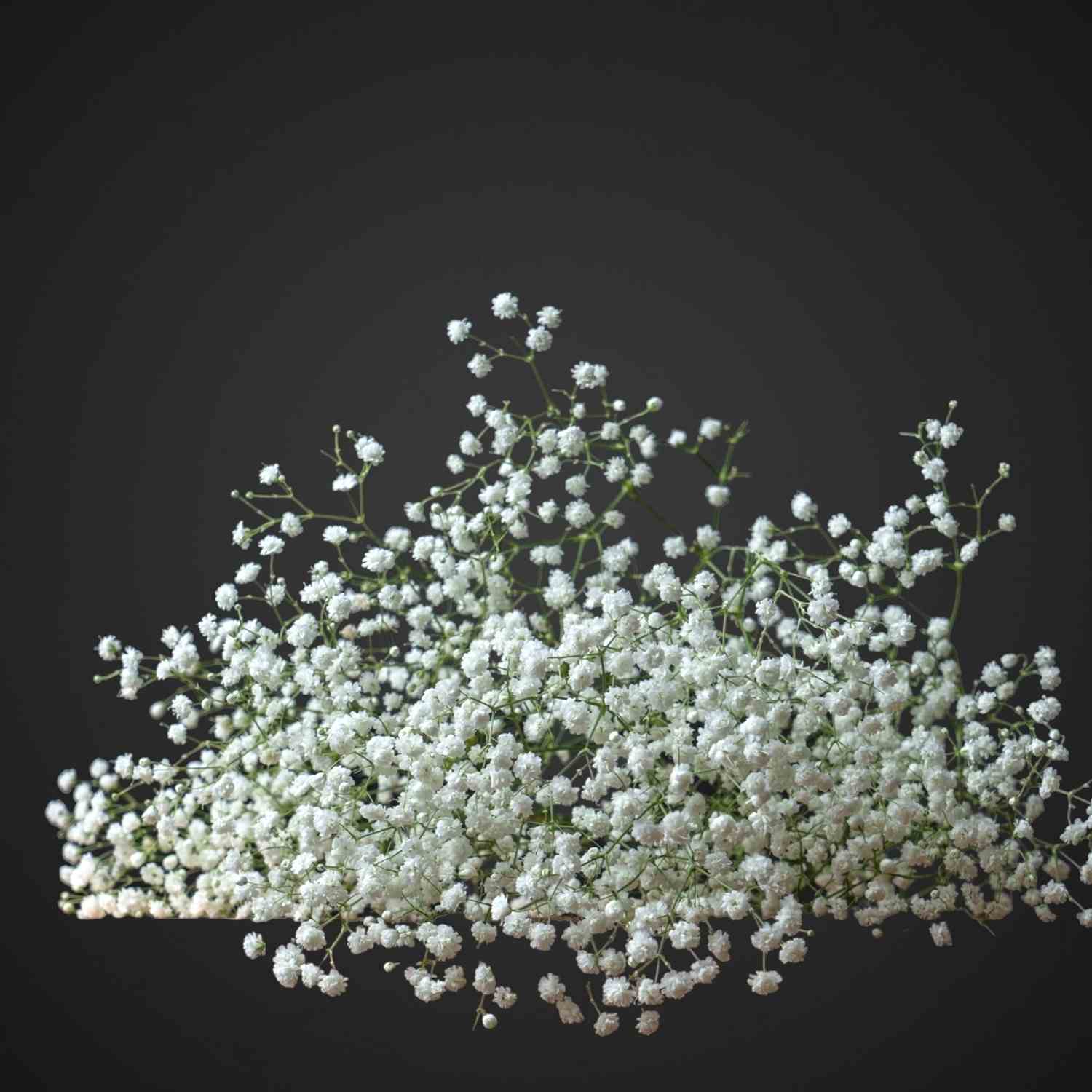 Гипсофила для покупки с доставкой в Аксае