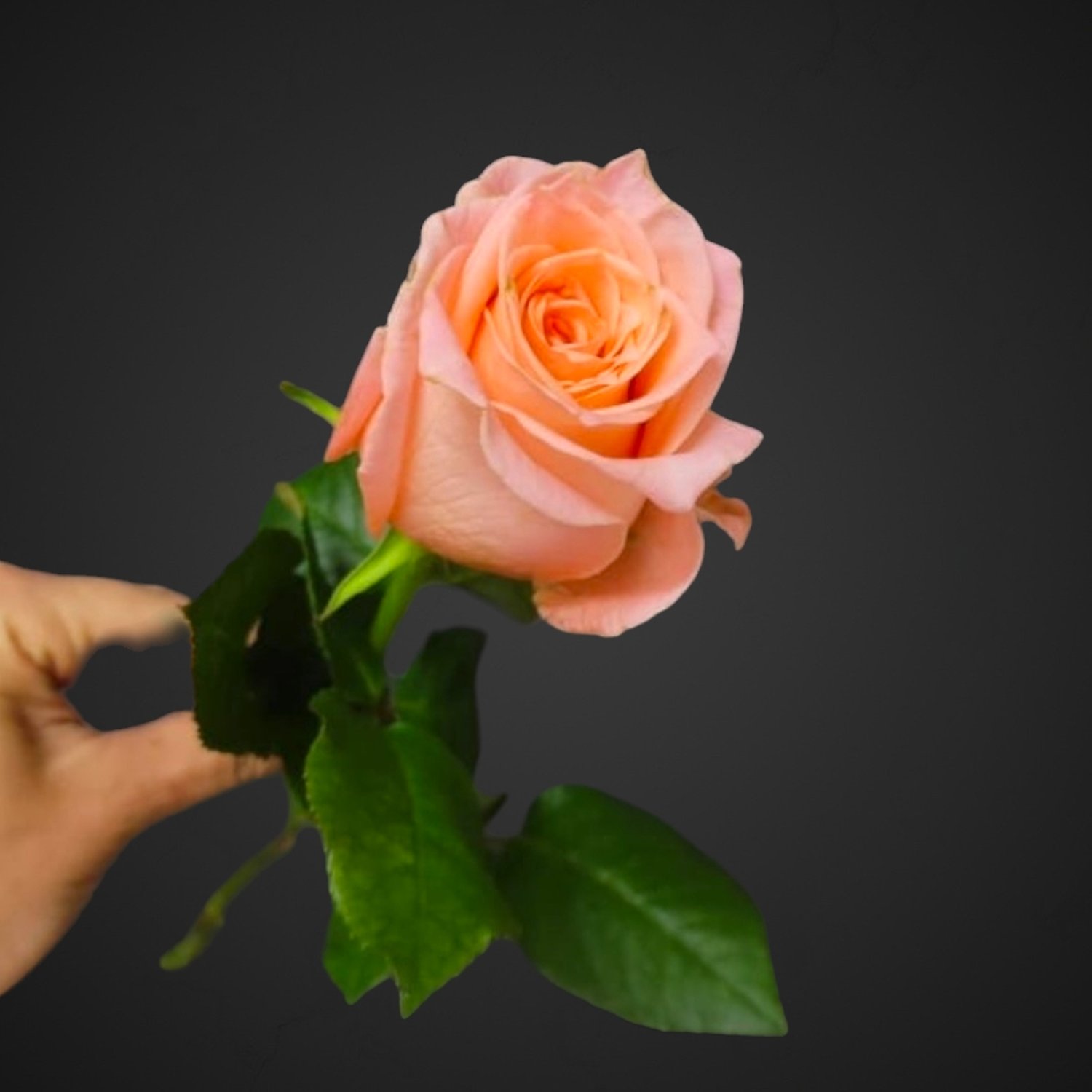 Роза Ариана (розовая) для покупки с доставкой в Аксае