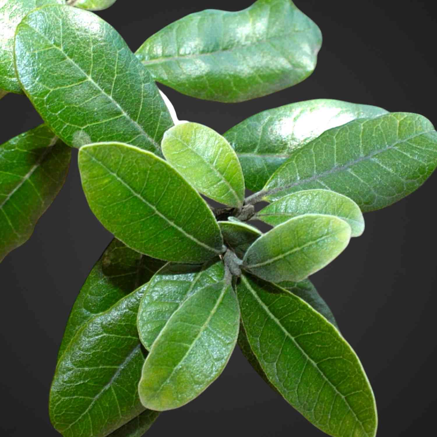 Свежий букет зелени для покупки с доставкой в Аксае