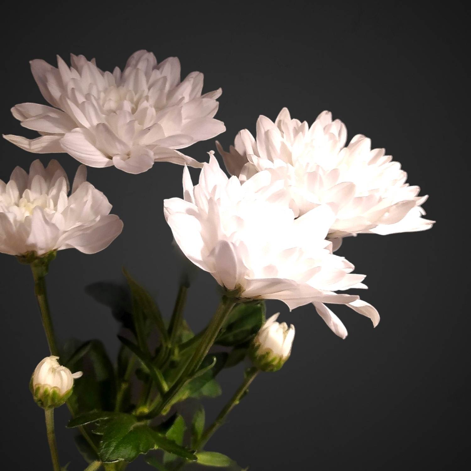 Кустовая хризантема для покупки с доставкой в Аксае