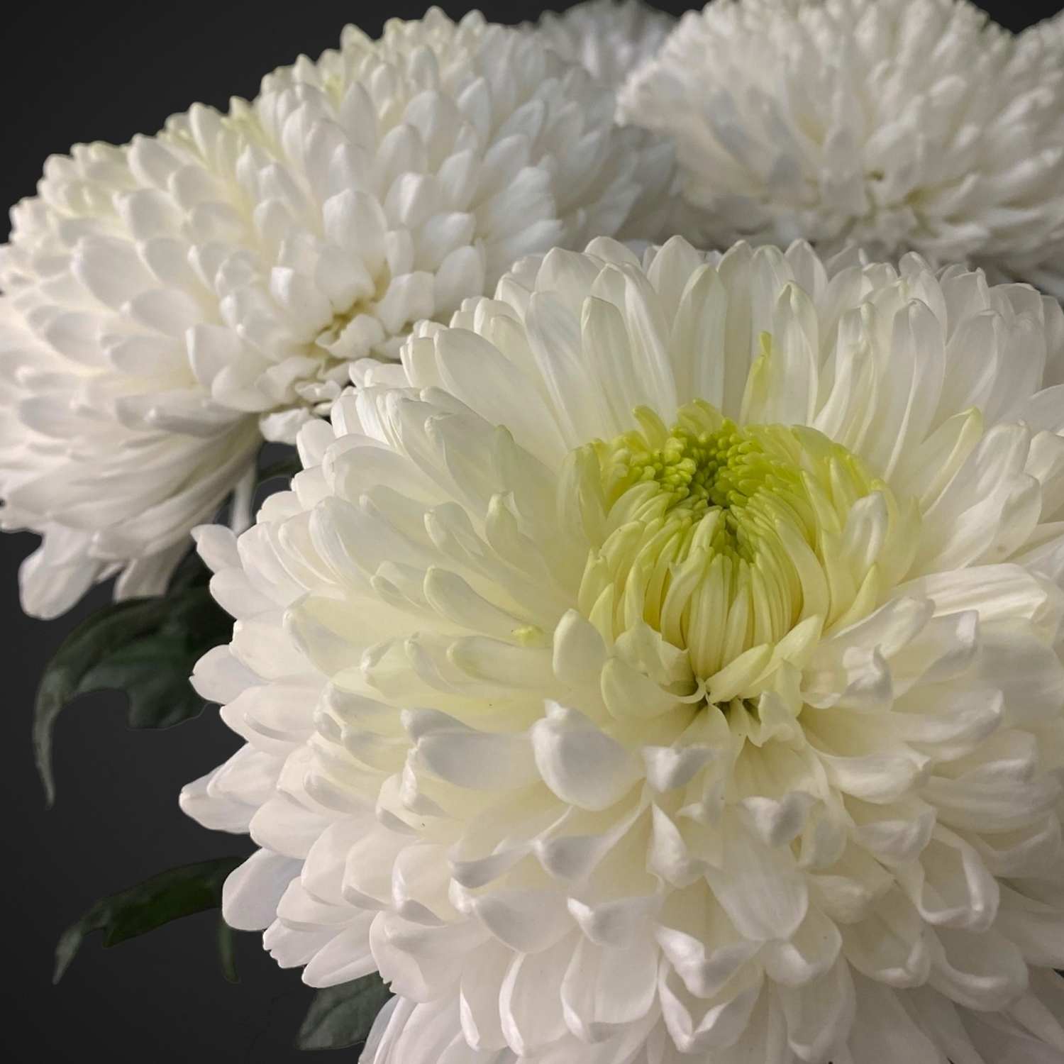 Одноголовая хризантема, доставка в Аксай, покупайте цветы