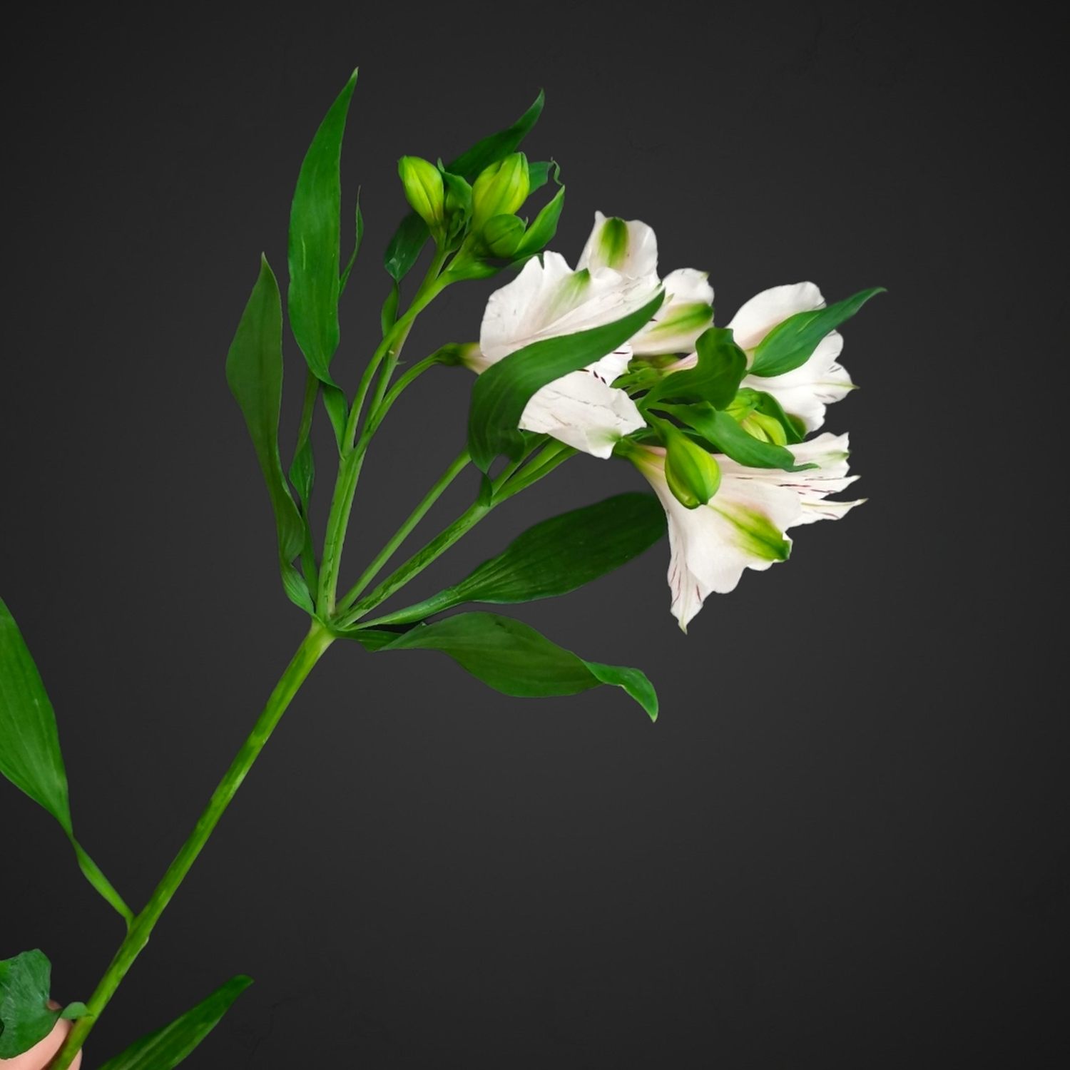 Альстромерия для покупки с доставкой в Аксае