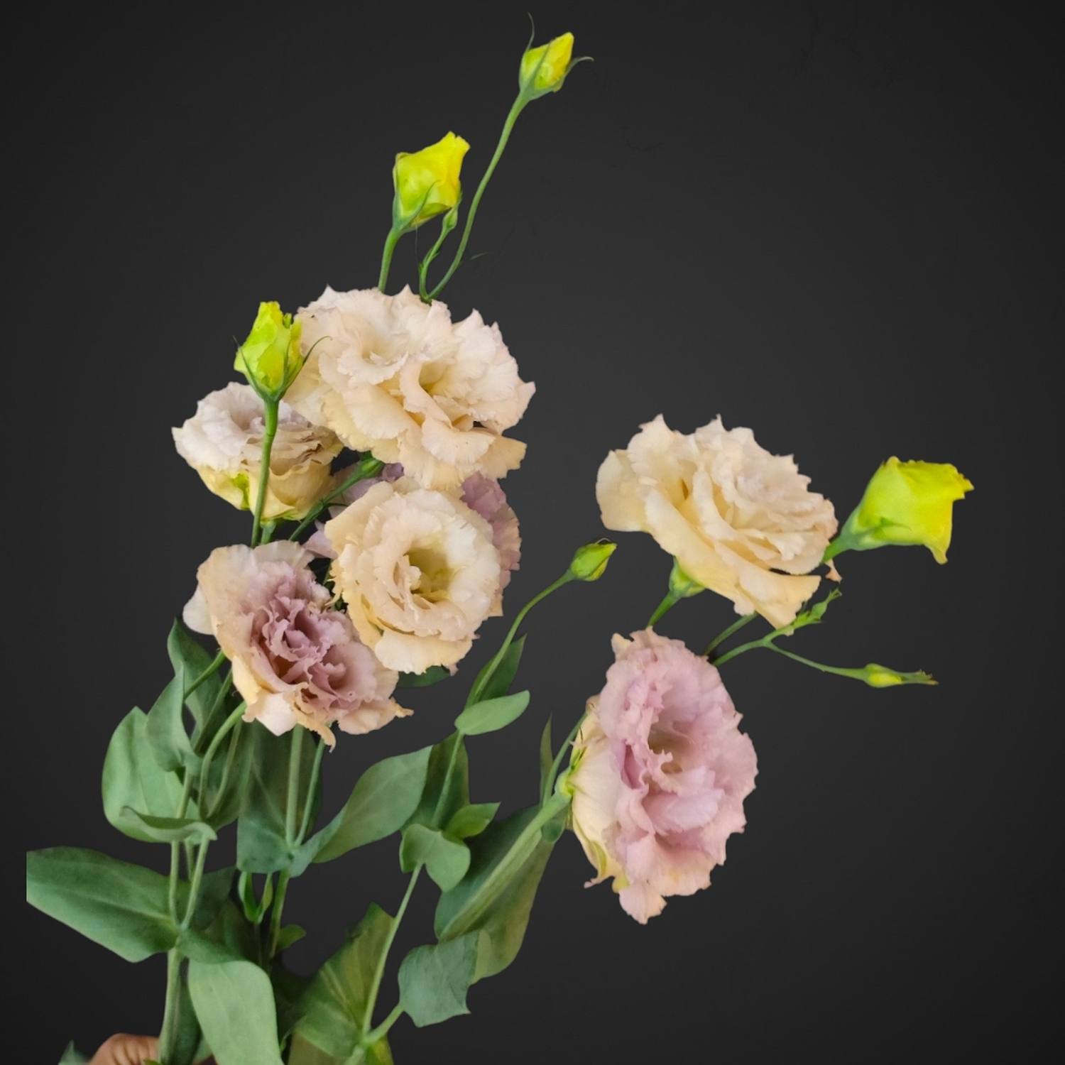 Эустома для покупки в цветочном магазине с доставкой в Аксае