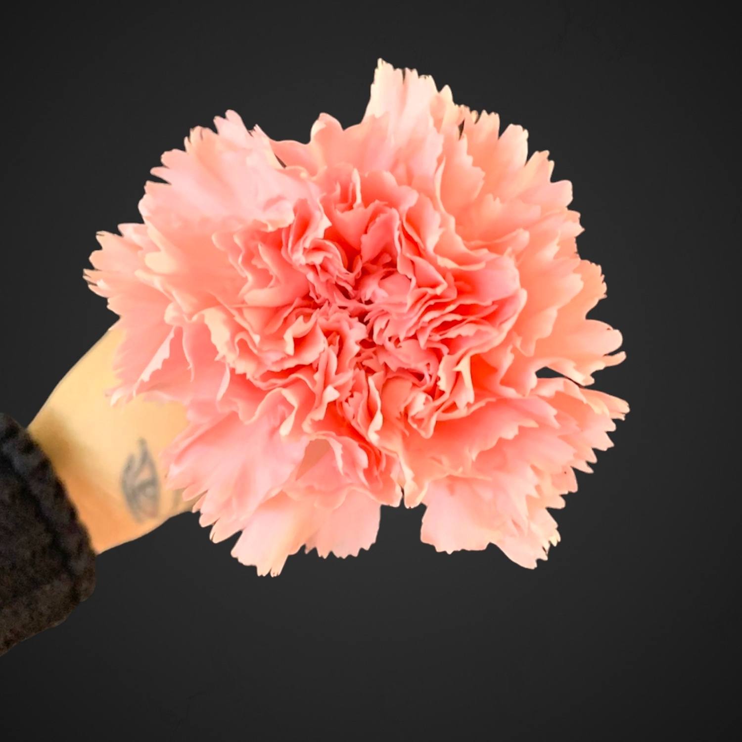 Гвоздика одноголовая, доставка в Аксай, покупайте цветы