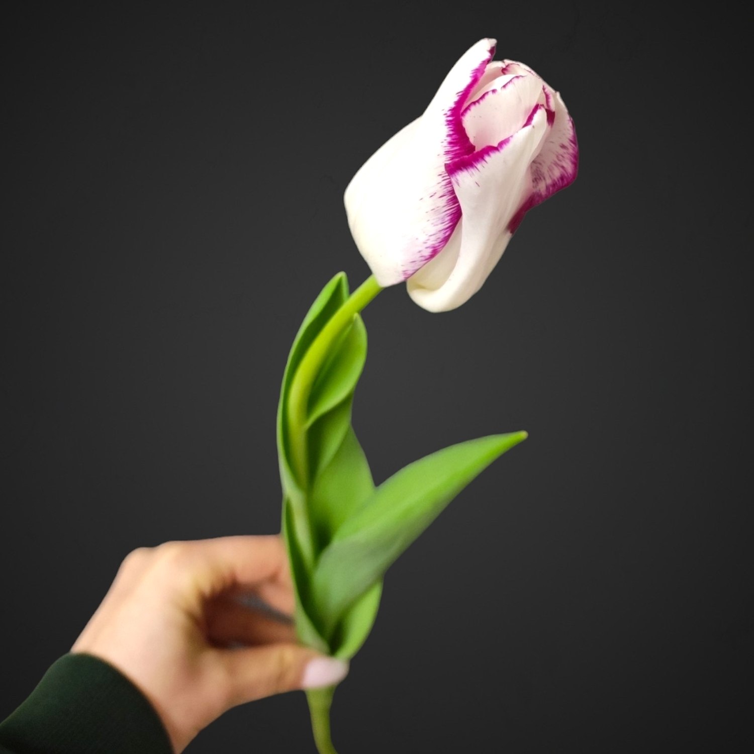 Букет тюльпанов для покупки с доставкой в Аксае