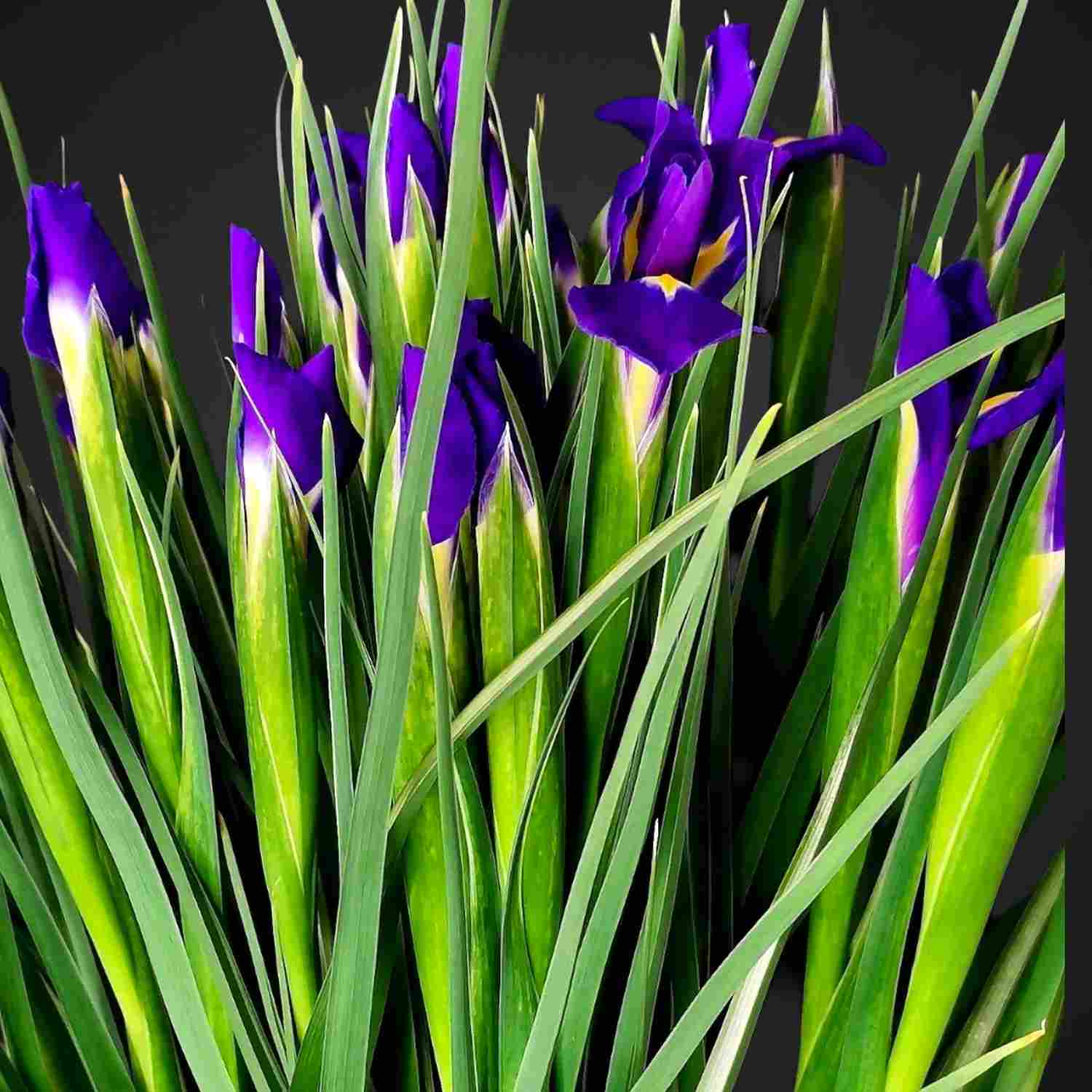 Ирисы для покупки с доставкой в Аксае
