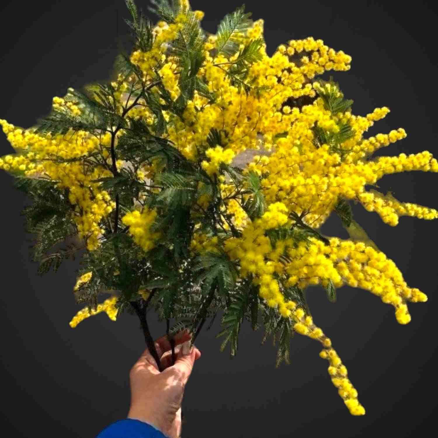 Букет мимозы для покупки с доставкой в Аксае