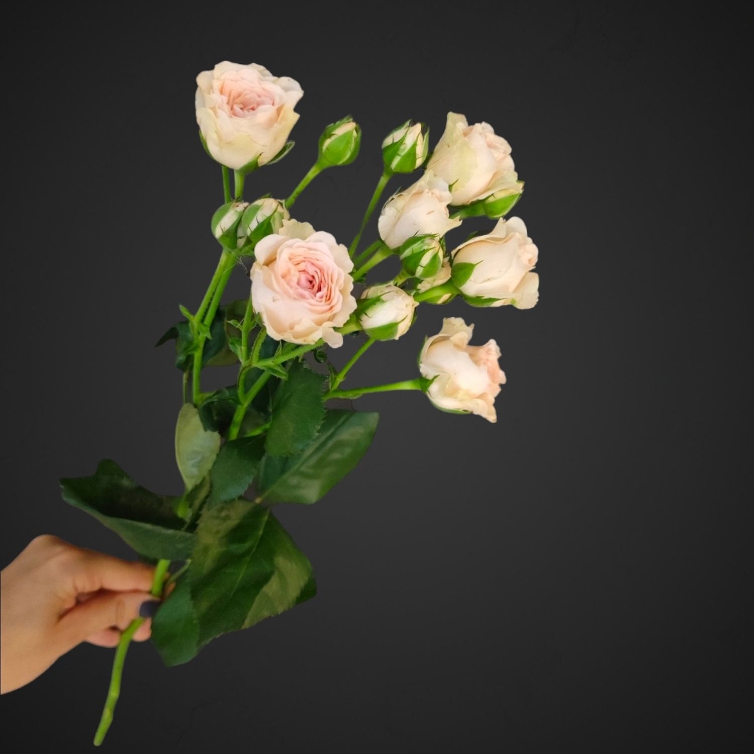 Роза спрей Полина (розовая), купить с доставкой в Аксае