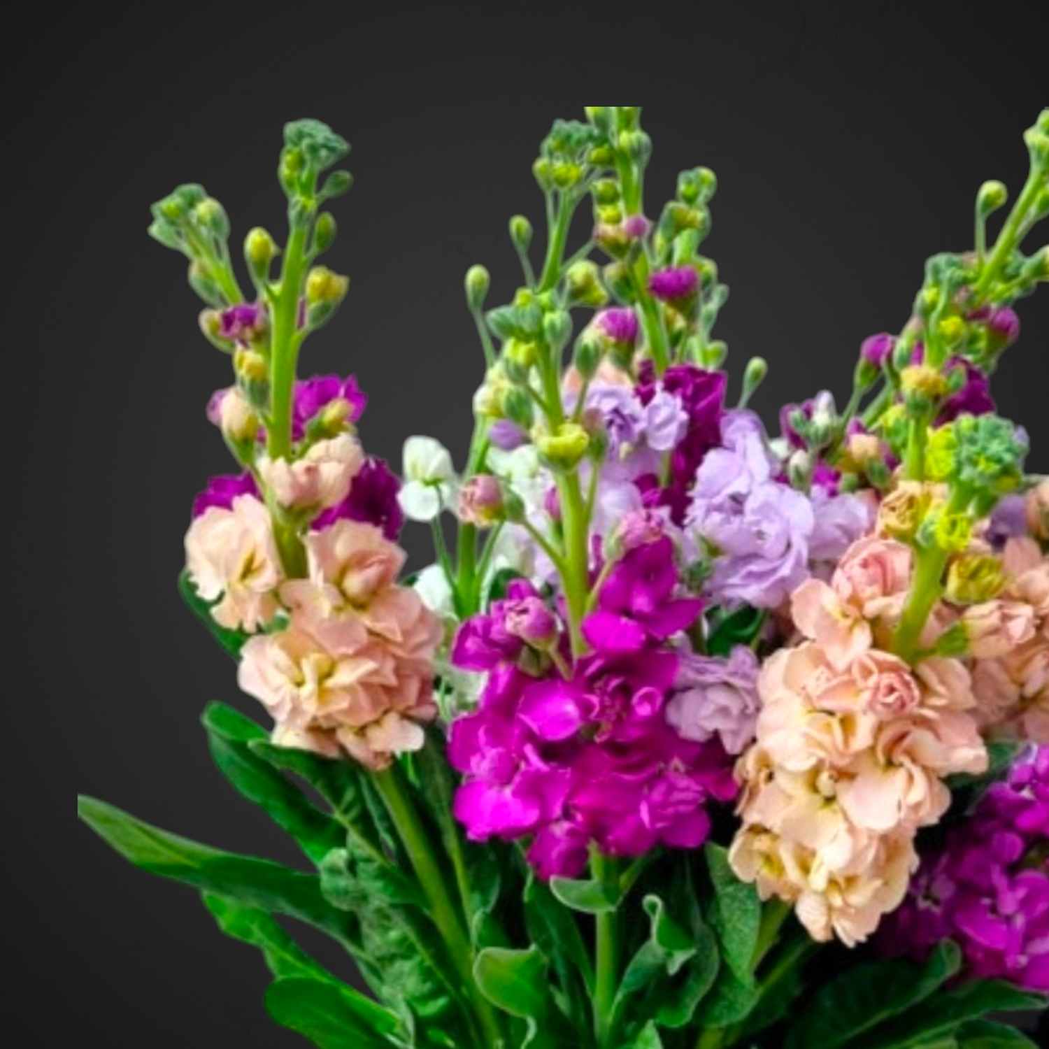 Маттиола — купить свежие цветы в Аксае, быстрая доставка.