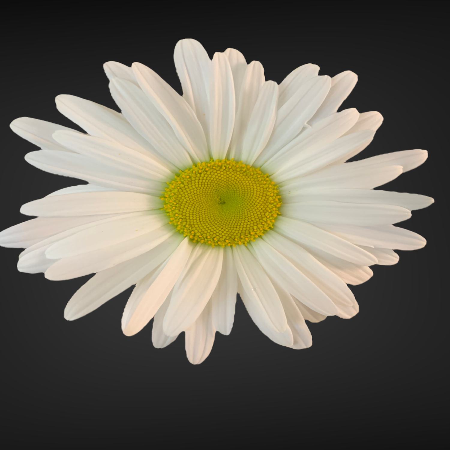 Ромашка — свежие цветы для вашего букета. Доставка по Аксаю. Купите ромашки прямо сейчас!