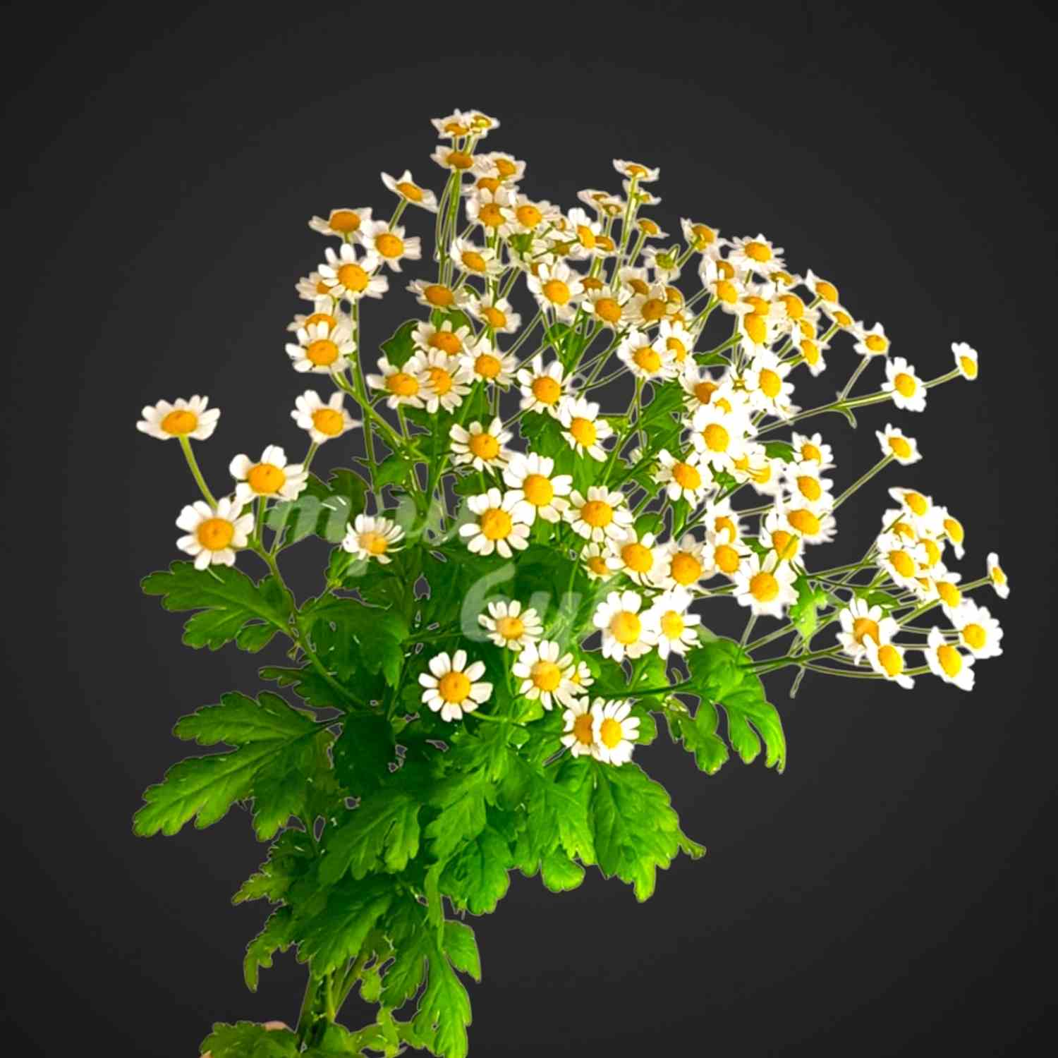 Букет матрикарии для покупки с доставкой в Аксае