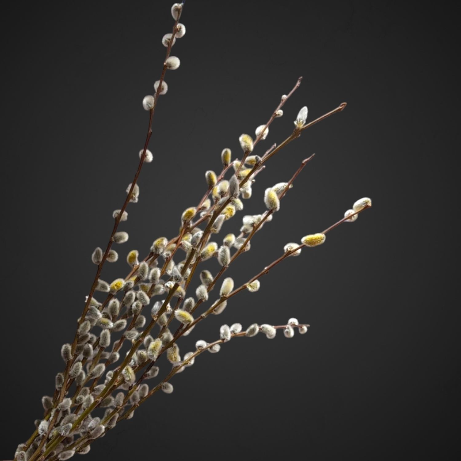 Верба, купить в цветочном магазине с доставкой в Аксае