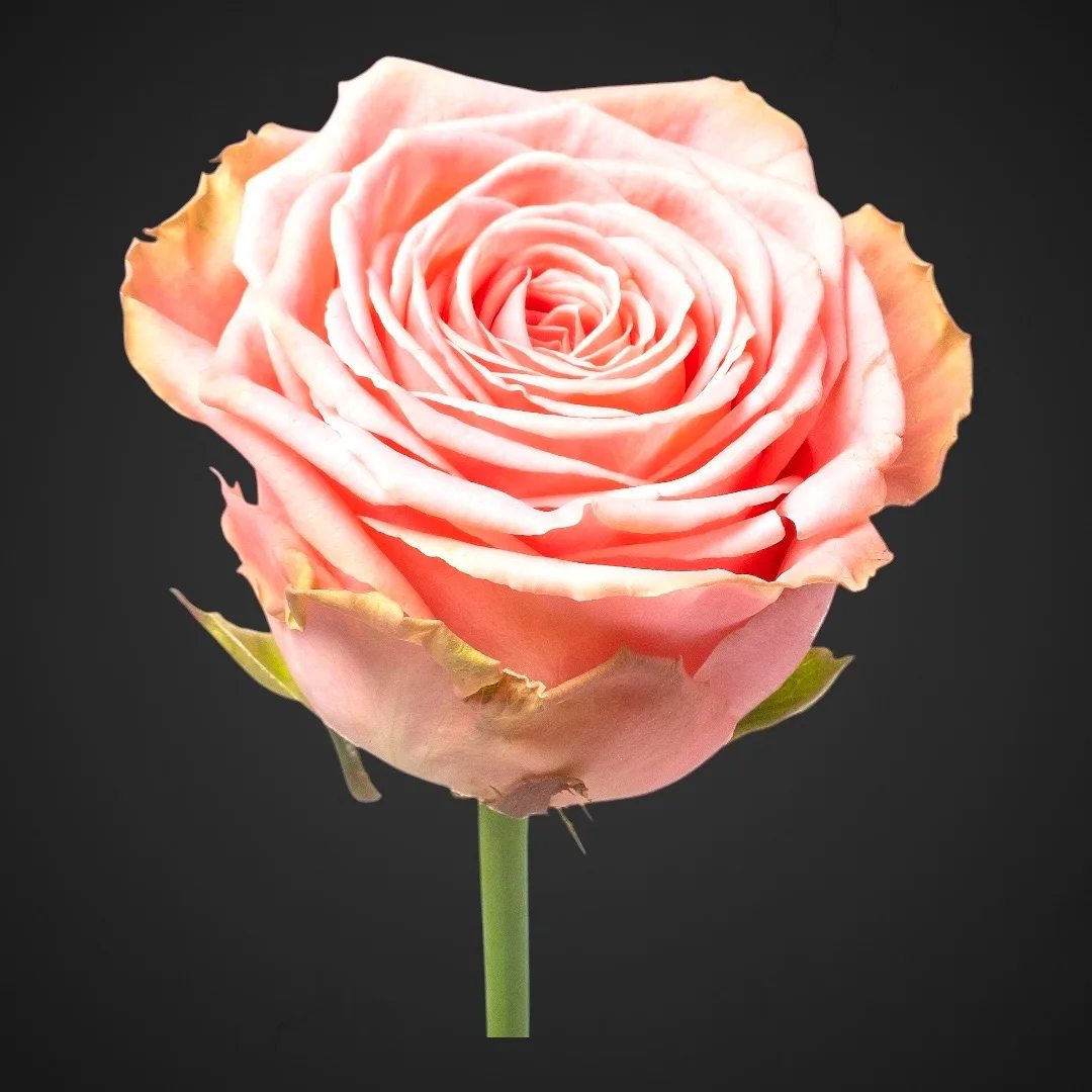 Роза Софи Лорен (розовая) — купить в Аксае, доставка цветов